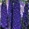 Delphinium Elatum Pagan Purples